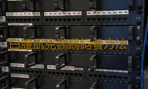 白腹凱克鸚鵡飼養方法 白腹凱克鸚鵡生存常態
