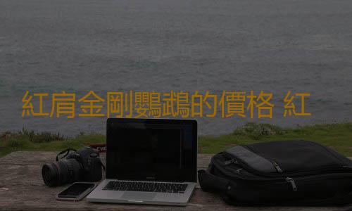 紅肩金剛鸚鵡的價格 紅肩金剛鸚鵡的飼養方法