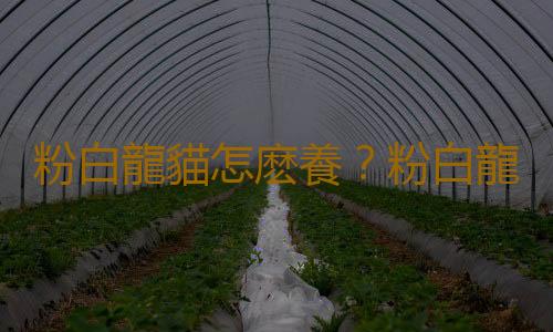 粉白龍貓怎麽養？粉白龍貓的價格