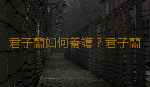 君子蘭如何養護？君子蘭的介紹