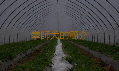 拳師犬的簡介