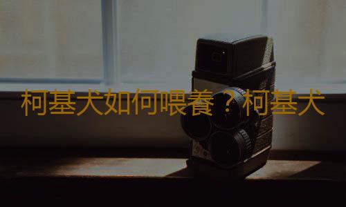 柯基犬如何喂養？柯基犬怎樣訓練？