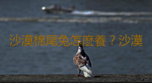 沙漠棉尾兔怎麽養？沙漠棉尾兔吃什麽？