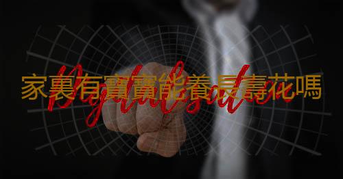 家裏有寶寶能養長壽花嗎？長壽花的養殖方法
