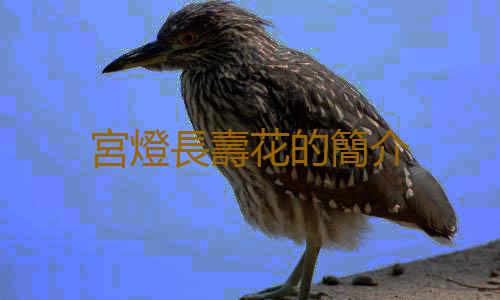 宮燈長壽花的簡介