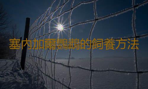 塞內加爾鸚鵡的飼養方法 塞內加爾鸚鵡的繁殖方法