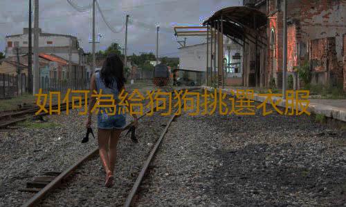 如何為給狗狗挑選衣服