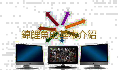 錦鯉魚的基本介紹