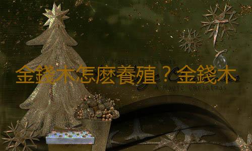 金錢木怎麽養殖？金錢木的簡介