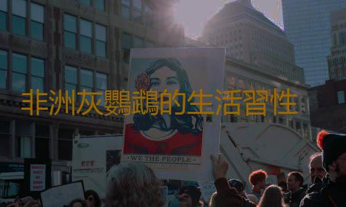 非洲灰鸚鵡的生活習性 非洲灰鸚鵡繁殖方法