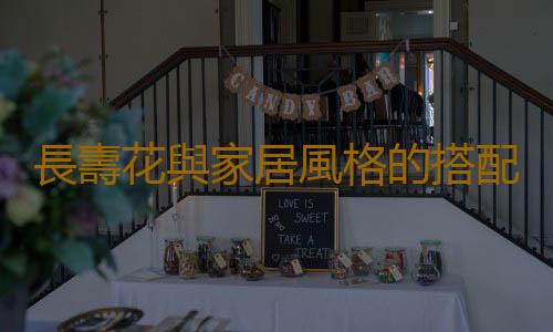 長壽花與家居風格的搭配