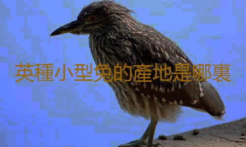 英種小型兔的產地是哪裏？
