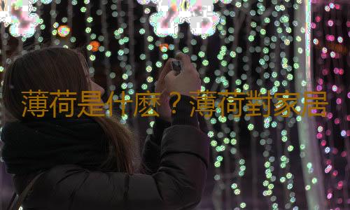薄荷是什麽？薄荷對家居環境的影響