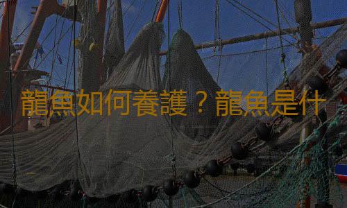 龍魚如何養護？龍魚是什麽？