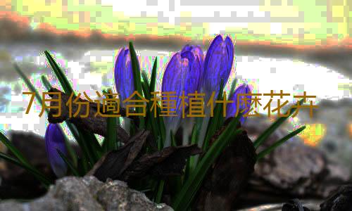 7月份適合種植什麽花卉？
